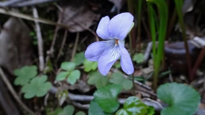 Viola grypoceras