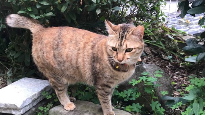 すずちゃんの新しい首輪