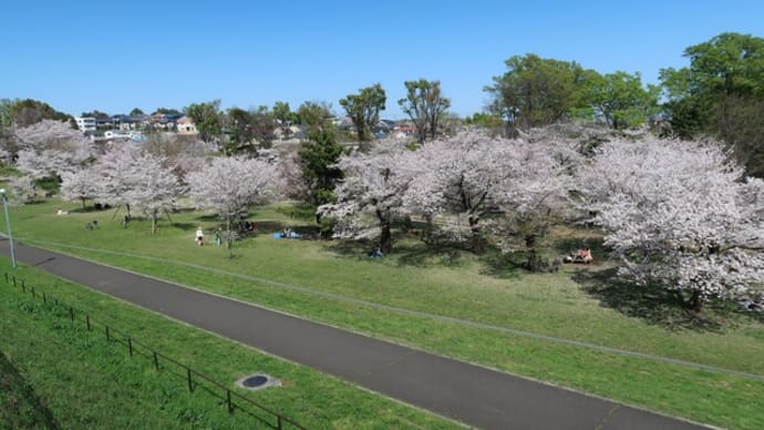 4月の狭山公園・多摩湖