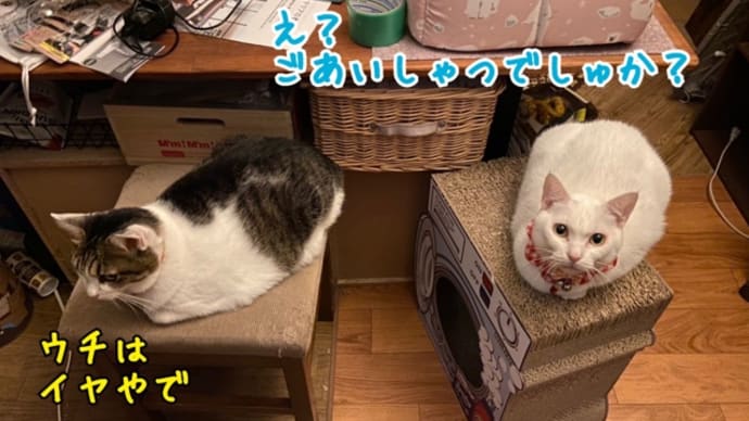 猫に詫びを入れさせる☆