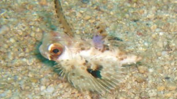 幼魚達 2