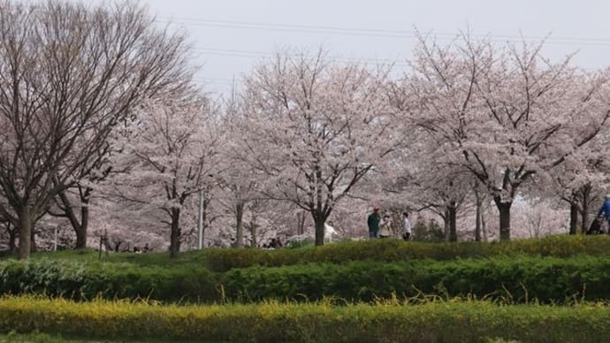 桜満開です。山田池公園