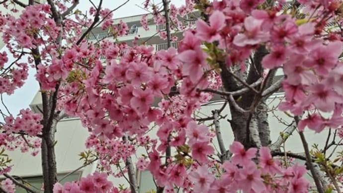 元気に登校するサンバくん