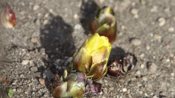 高崎染料植物園の福寿草2025