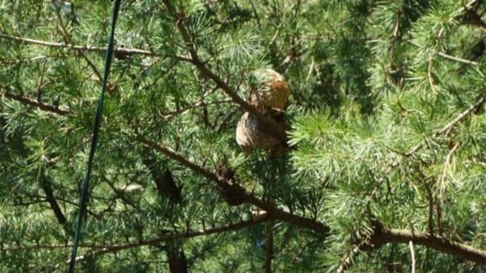 ヒマラヤスギ、ビワ、セイヨウヒイラギナンテン