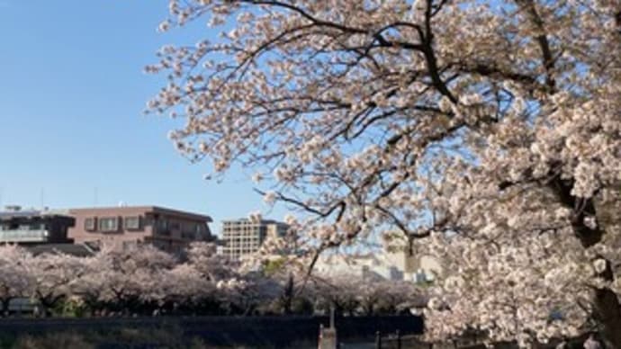 地元の桜 見納め