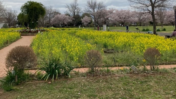 桜が見事でした〜〜ふれあい防災公園に出掛けて友人とおしゃべり♪