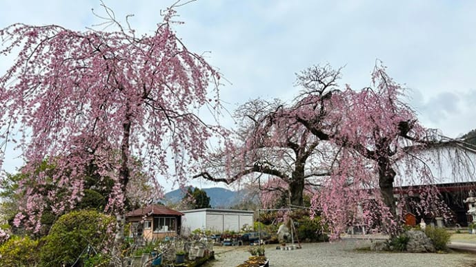 白泉寺の枝垂桜（桜2024）