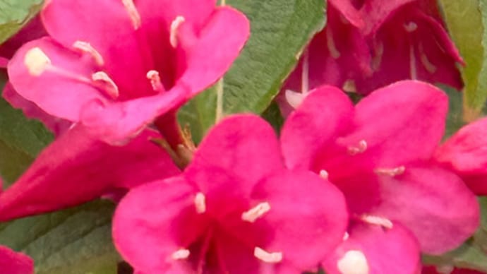 鮮やかな赤色と優しいピンク色のタニウツギの花
