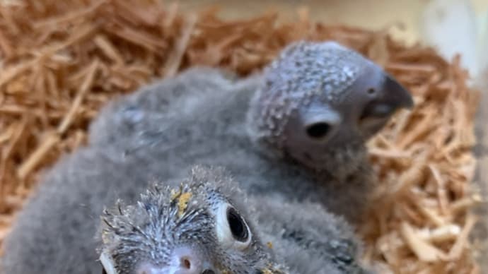販売中❣️ウロコインコ雛ちゃん