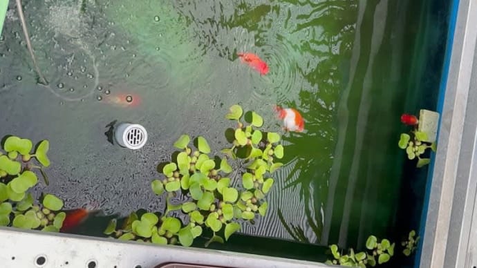 夏場の酸欠