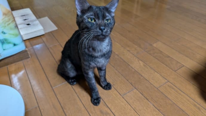 ノラ? (=^. .^=)ミャー