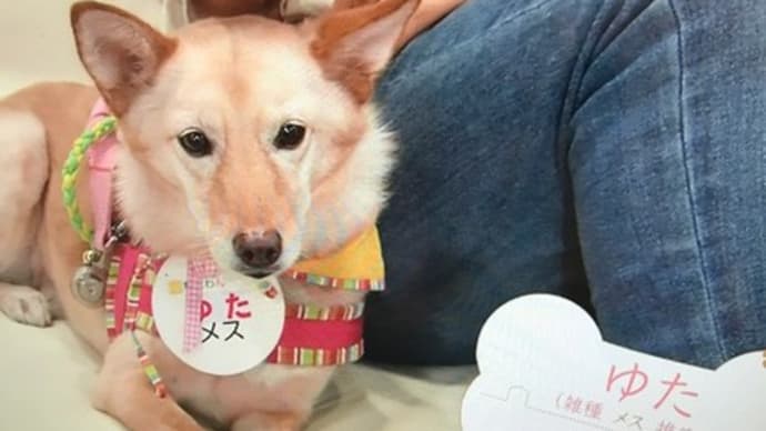 家族になろうよ「犬と猫と私たちの未来」第3弾