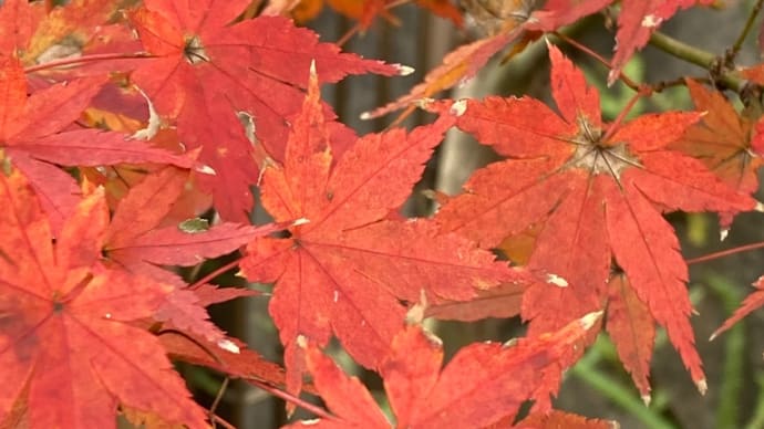 庭の紅葉
