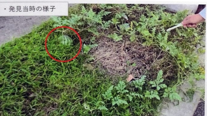 ド根性スイカ