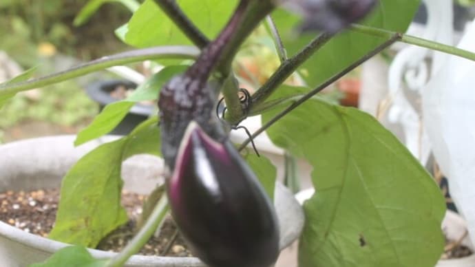 すいかとなす🍉🍆