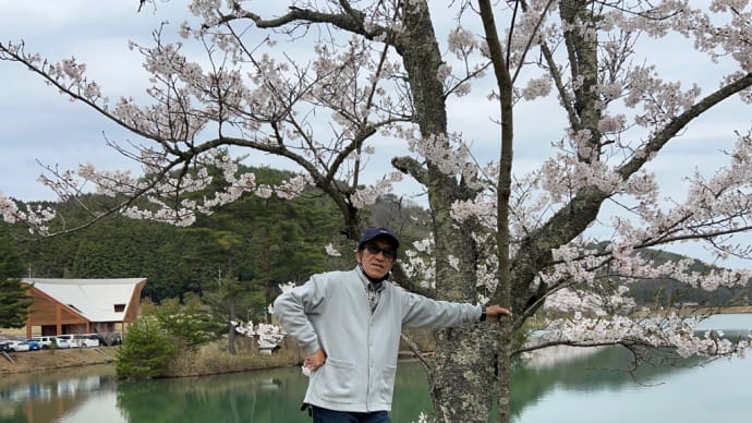 標高500m羽高湖は 桜で満開だった、素晴らしい自然の造形に感謝したくなる