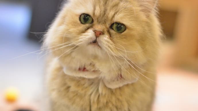 「猫の居る休憩所299」にて11