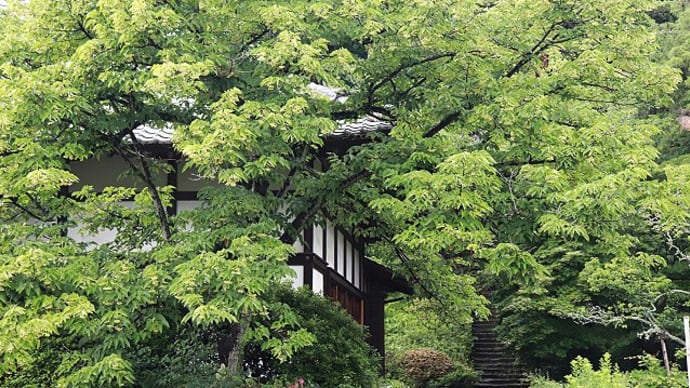鎌倉・浄光明寺 五月雨月
