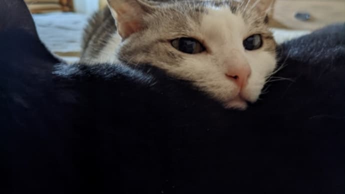 モフモフ黒猫を枕にするサバ猫