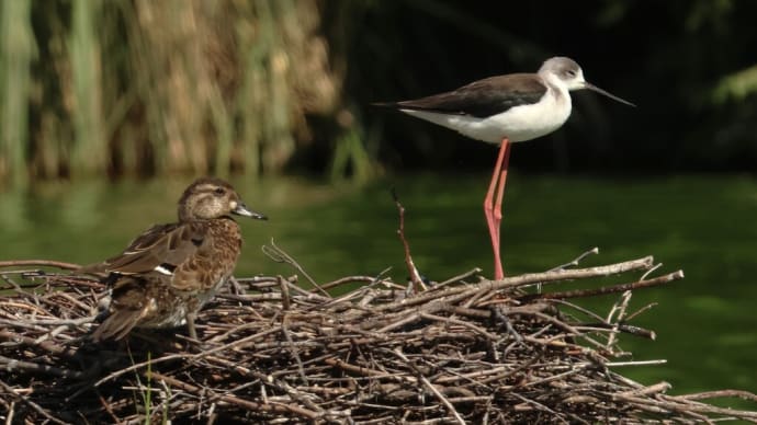 花の公園でセイタカシギ&トモエガモ♀ ・・・ 10月21日