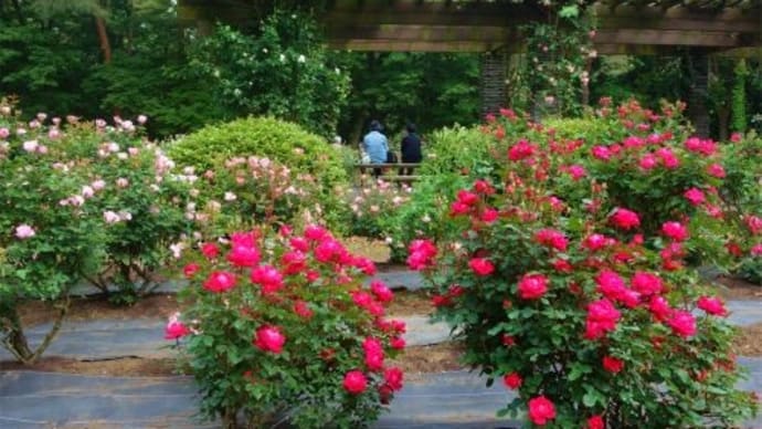 真岡市 井頭公園のバラ園 2023/5