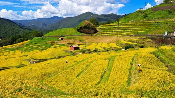 収穫前の丸山千枚田