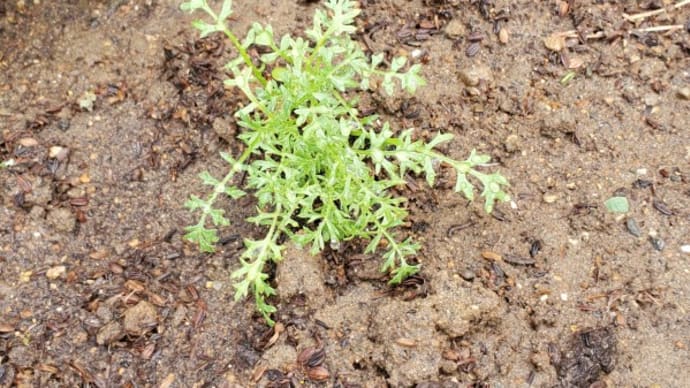 母の庭と外花壇への植え込み