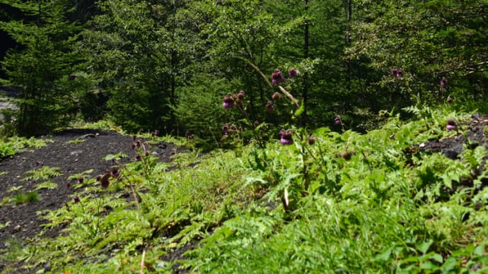 滝沢林道からの富士山と花②(回想)