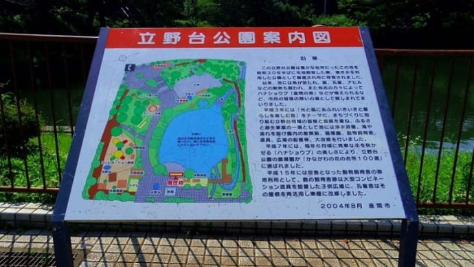 座間「立野台公園」の「ハナショウブ」見頃となった！！