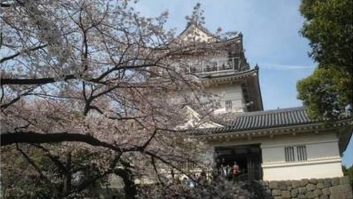 桜満開! 春の小田原城とあざみ野