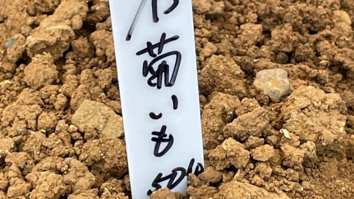 菊芋植え