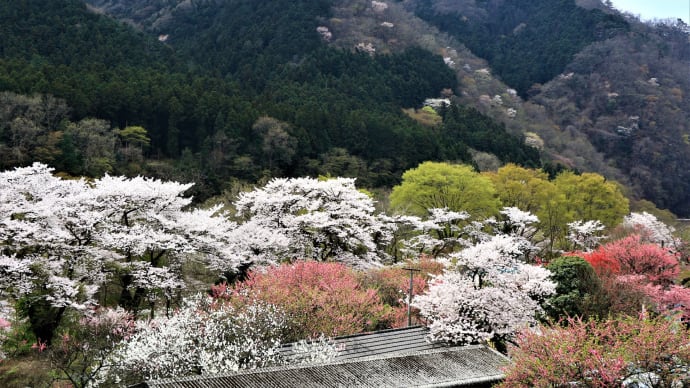 神戸の花桃