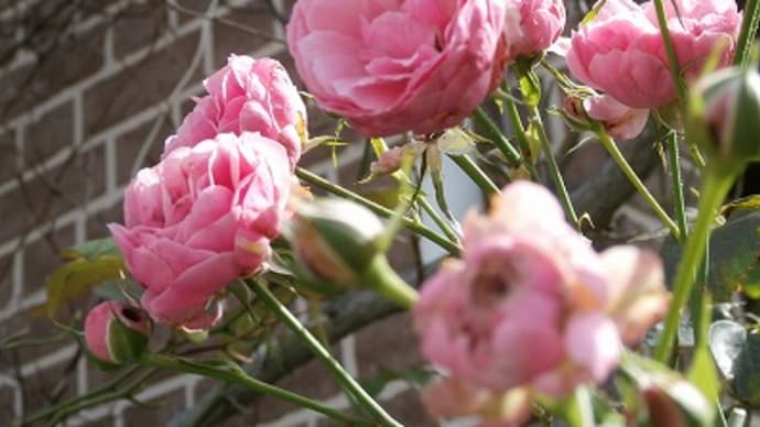 Happy　Halloween ！＆ハロウィンを飾る薔薇と新しいリース、新しい車椅子♪