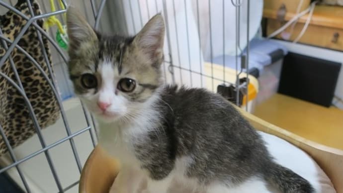幸運を招く猫たち
