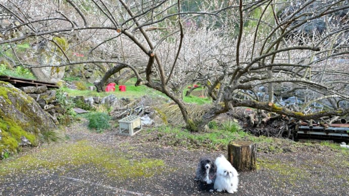 嫁石の梅園