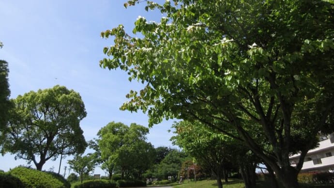 ヤマボウシの花咲く公園