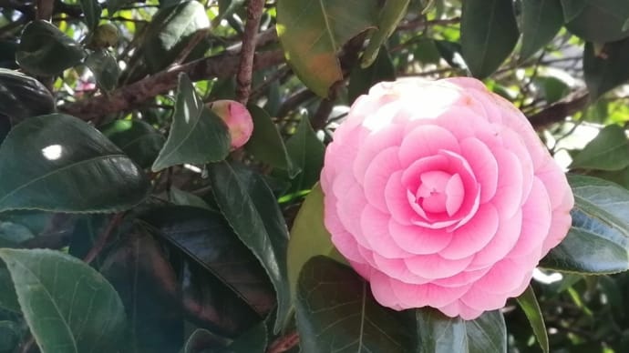 どんどん手抜き