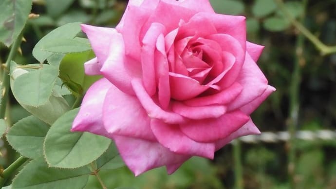 秋薔薇2023その2