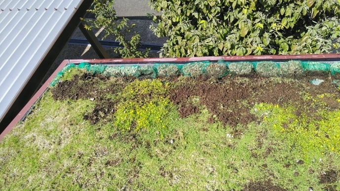 Un toit d'herbe ce matin 今朝の草屋根