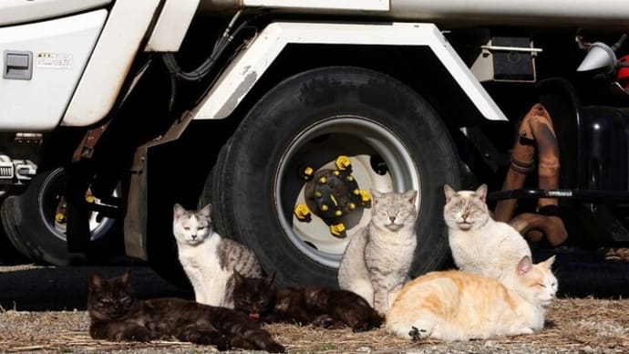 瀬戸内G島の猫たち 2025年2月 その3