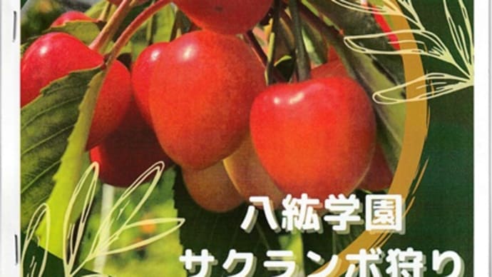 サクランボ狩り2022〜八紘学園果樹園〜