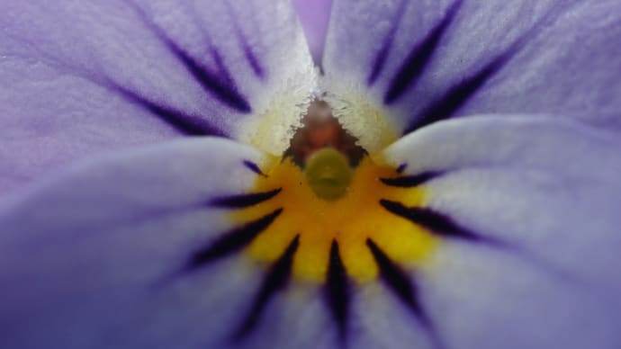 庭の花、そして部屋の花をマクロレンズで撮ってみる(2020.4.5)