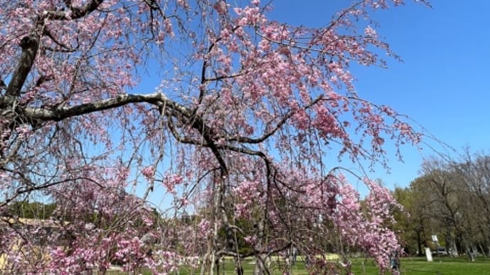 お花見。