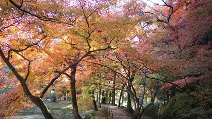 永保寺の紅葉、お見事! 多治見