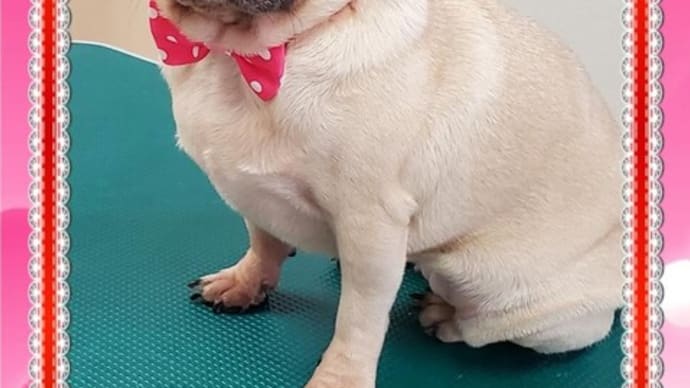 🐶 オリンピック並みに。。。只今、特訓中~~~💗