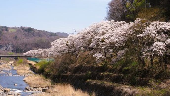 吾妻川沿いをお花見散歩