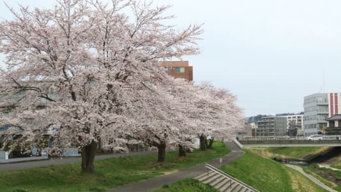 今日の桜🌸探訪・・花曇り