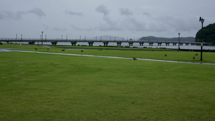 大雨の後はトンビが集まる竹島の芝生広場