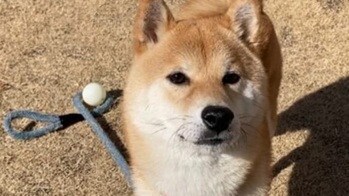 柴犬とボール遊び